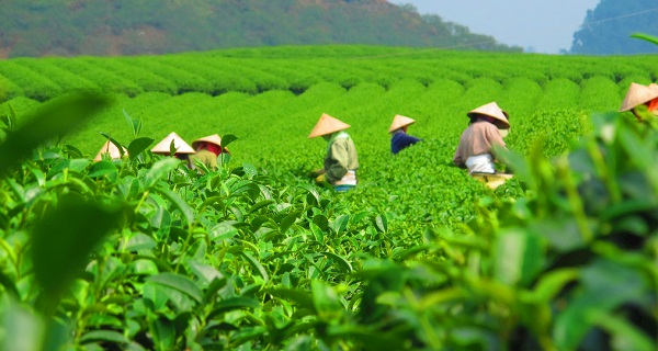 用科學說話春茶是否存在農藥超標問題？用農藥殘留速測儀一測究竟！