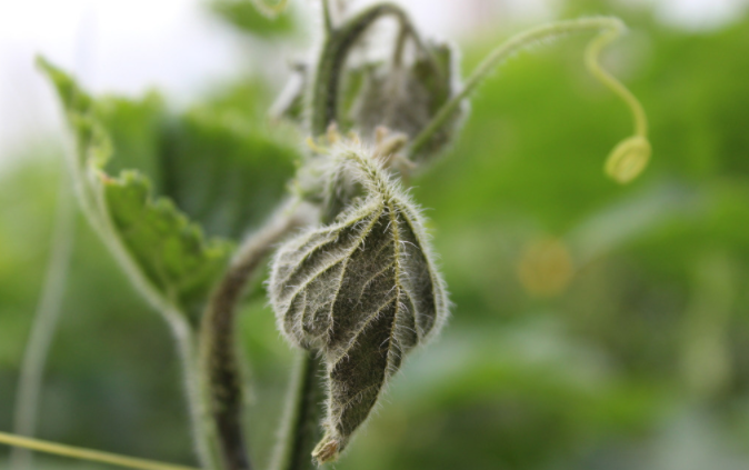 用病毒檢測(cè)儀為植物查明“病因”（植物病害檢測(cè)儀可以檢測(cè)哪些？）